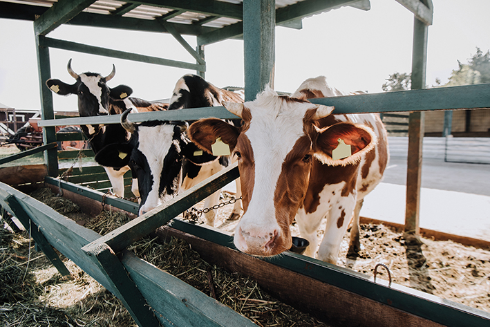 Revolutionizing dairy farming: how robots benefit cows