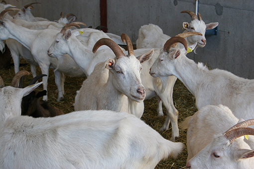 UCCL advierte del peligro de incrementar la producción de leche de cabra